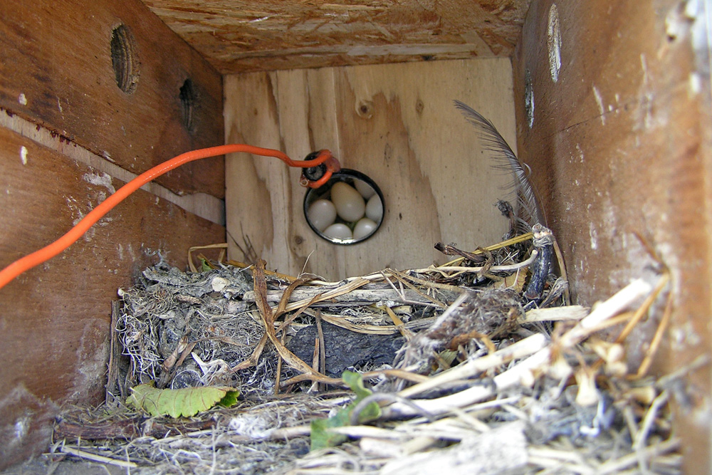 Purple Martin nest